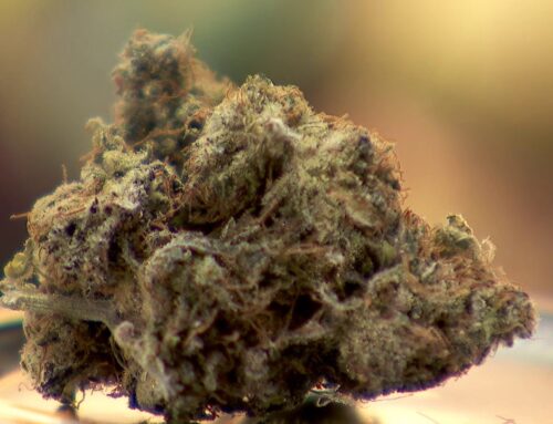 Date announced for cannabis license application lotteries