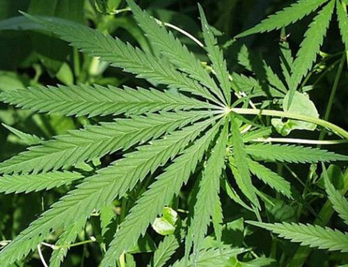 Cannabis use frequency increased following legalization with a decrease in misuse observed
