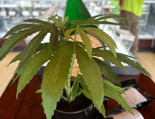 Maine lawmakers consider bills to require medical cannabis testing