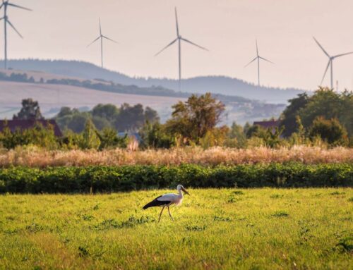 Faster, Smarter, Greener: Energy transition with nature in mind