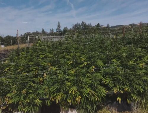 California’s cannabis tax set to rise to 19%, but lawmakers debate possible relief