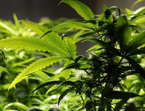 Politics Friday: Slow so far, a big phase of Minnesota’s marijuana market launch nears