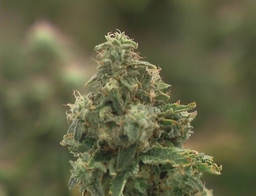 Opponents speak out for more than three hours against making changes to Ohio’s marijuana l