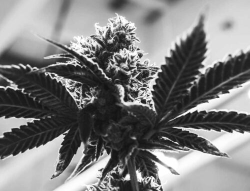 Culture Council: Debunking Cannabis Myths: 3 Ways To Change the Narrative