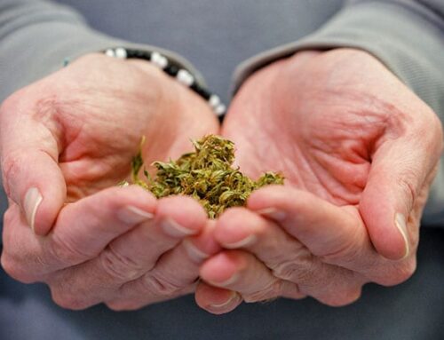 One Third of Older Veterans Who Use Cannabis Have Cannabis Use Disorder