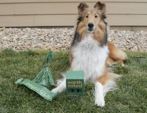 Amazon’s annual Pet Day sale ends tomorrow. Here’s what I’m buying as a pet owner