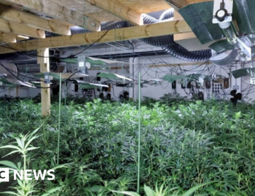 Two men jailed after cannabis worth £500,000 found in Hertford