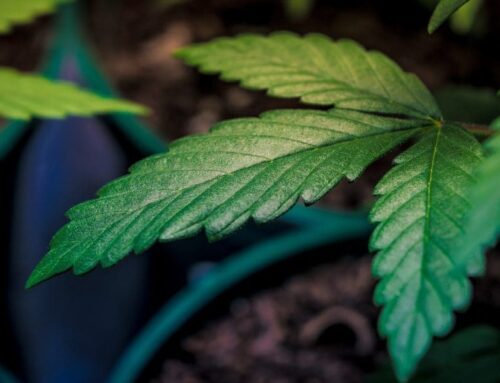 Pennsylvania cannabis legalization bill rejected by Senate panel (Newsletter: May 14, 2025