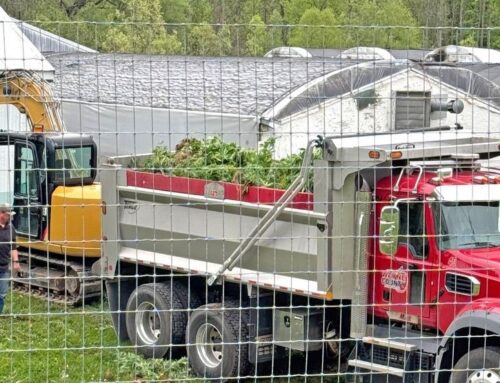 Two charged with running illegal, large-scale cannabis growing operation in Wayne County