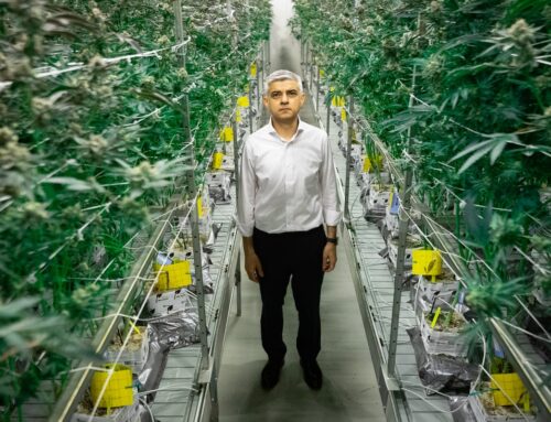 Why it’s high time we changed the law on cannabis