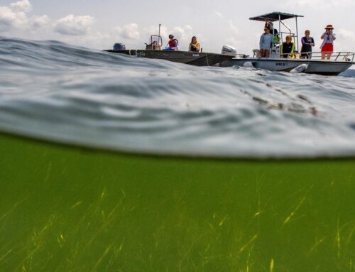 Progress in teaching environmental literacy improves around Chesapeake Bay area after COVI