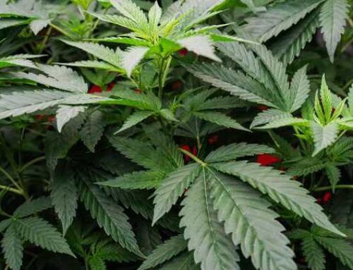Parents of 14-year-old Alabama girl with rare disorder demand medical cannabis access