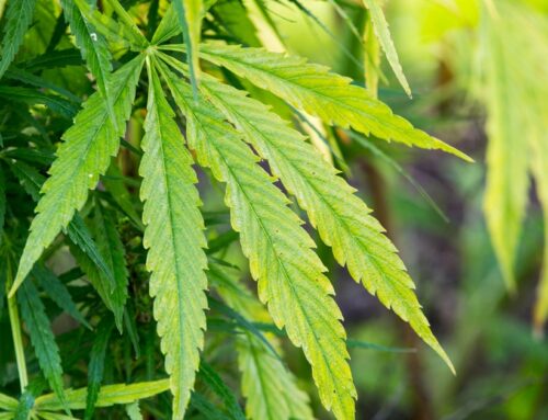 Minnesota sets June 5 as date for cannabis license application lotteries