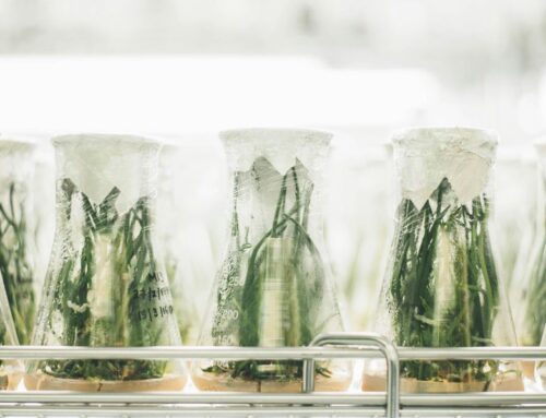 EPA winds down health and environment research as lab operations halt