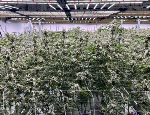 Michigan cannabis sales slip for first time since legalization