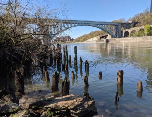 Torres calls on City Hall to fund Harlem River Environmental Restoration Project