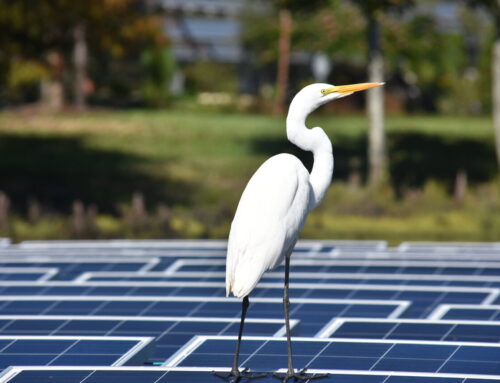 Helping birds and floating solar energy coexist