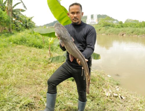 Malaysia’s ‘fish hunters’ target invasive species, one catch at a time