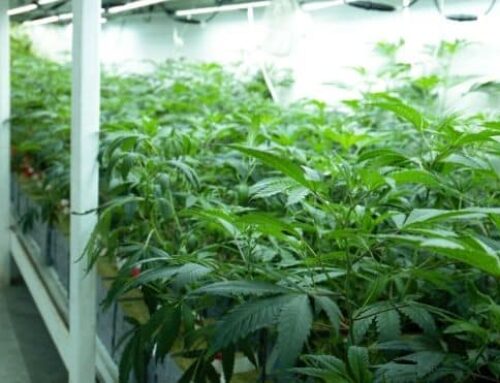 Corning welcomes new legal cannabis dispensary