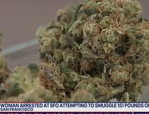 Woman allegedly caught with over 150 pounds of cannabis at San Francisco Airport