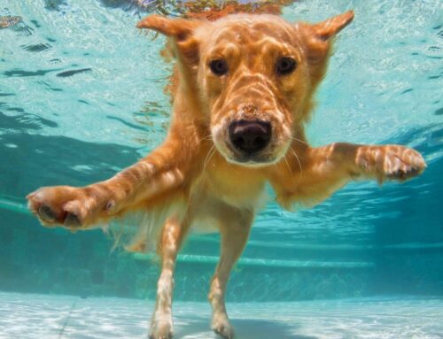 Gear your dog up for summer during the Amazon Pet Sale
