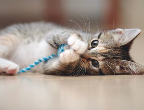 Spoil your cats during the Amazon Pet Day sale with these toys, trees and beds