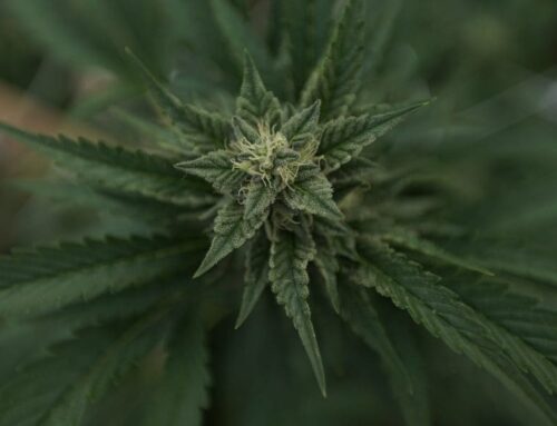 Trump DEA pick says cannabis rescheduling review is a top priority (Newsletter: May 1, 202