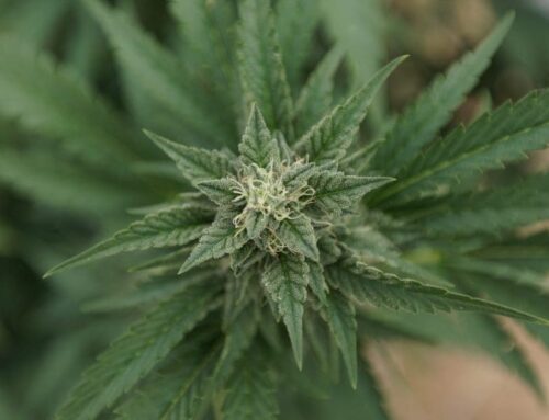 Pennsylvania cannabis legalization bill passed by House (Newsletter: May 8, 2025)