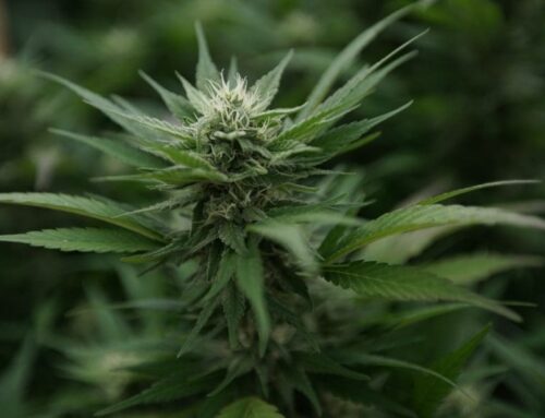 GOP-Led Wisconsin Committee Cuts Governor’s Marijuana Legalization Proposal From Budget