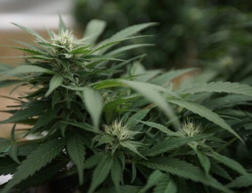 Trump’s DEA pick refuses to clarify cannabis position (Newsletter: May 15, 2025)