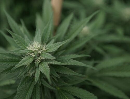 Trump Replaces Prosecutor Who Threatened Medical Marijuana Dispensary With Fox News Host W