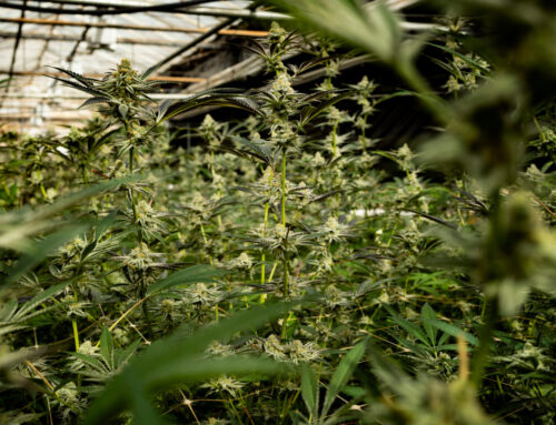 Trump and Biden Backed Easing Marijuana Policy. What Happened?