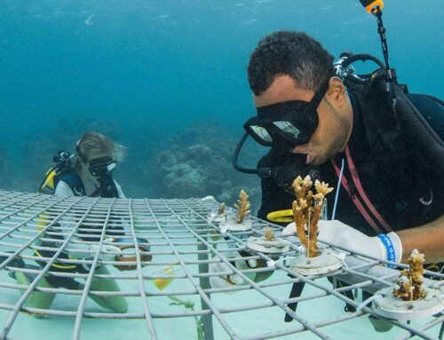 Experience Loloma Hour, Fiji’s “happy hour” for the environment
