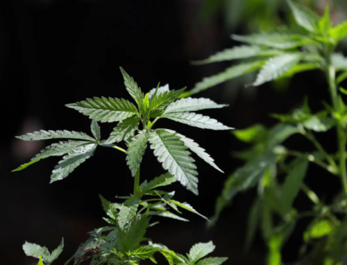 Sri Lanka foils synthetic cannabis smuggling attempts