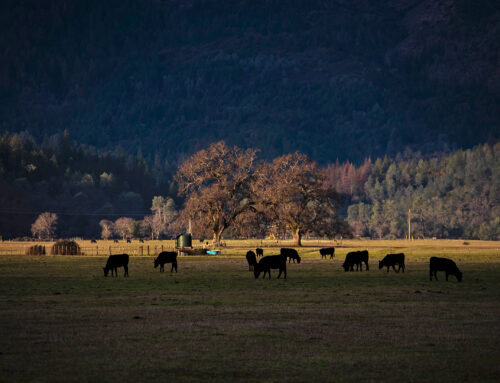 NorCal tribes say sheriffs ‘terrorized’ community with illegal armed raids
