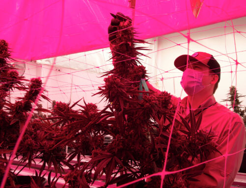 Texas Senate moves to gut medical cannabis expansion after securing THC ban