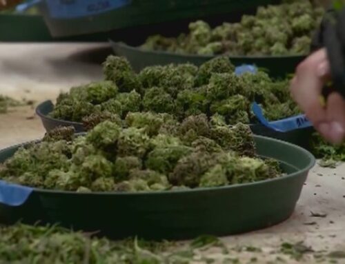 Illinois bill aims to end cannabis odor as police probable cause, passes committee