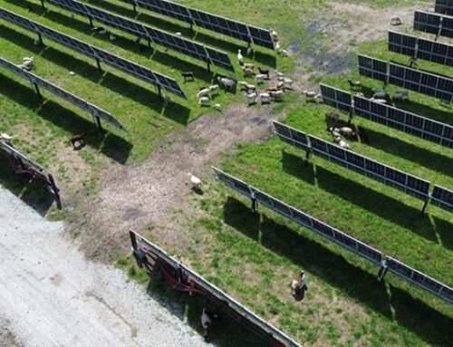 Doral picks Bechtel for Mammoth task