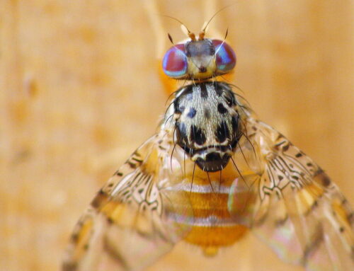 How environmental plasticity sparks the rise of new species across the animal kingdom