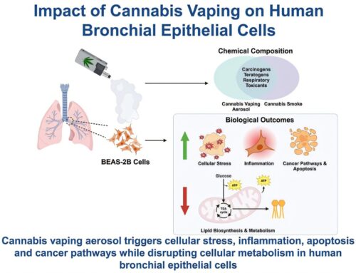 Vaping cannabis found to expose lung cells to toxic and cancer-linked substances