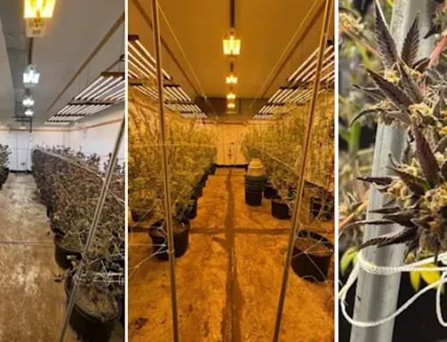 Sheriff: 350 pounds of THC/cannabis products seized from Bronx grow house