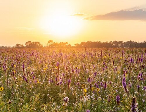 Wildflowers Boosting Arkansas’ Environment, Economy