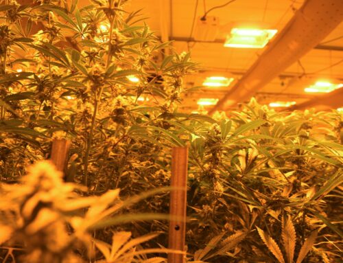 History of stigma weighs down progress of medical cannabis in state