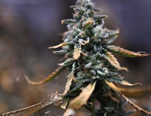 Texas reined in recreational THC for more medical marijuana this legi…