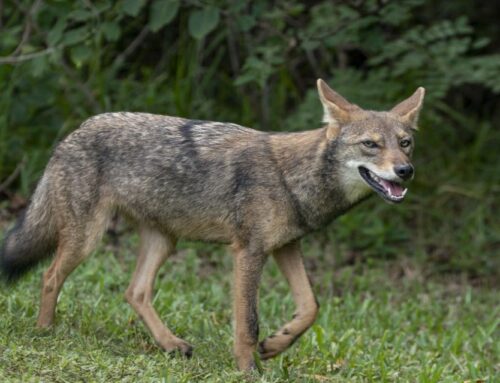 Hello neighbor! How coyotes have become part of NC’s urban environment