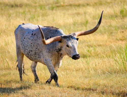Asia Crypto News: BTC Bulls Laser Focused on $120K Despite Trump-Musk Turmoil