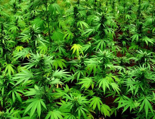 Big Cannabis Remains Bullish On Florida