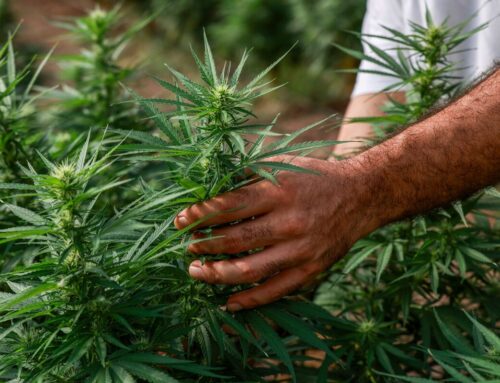 Texas Wants to Kill a Cannabis Boom It Accidentally Helped Stoke