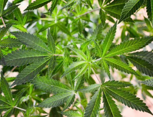 Missouri Cannabis Stakeholders Prepare 2026 Ballot Initiative To Create ‘Unified’ Marijuan
