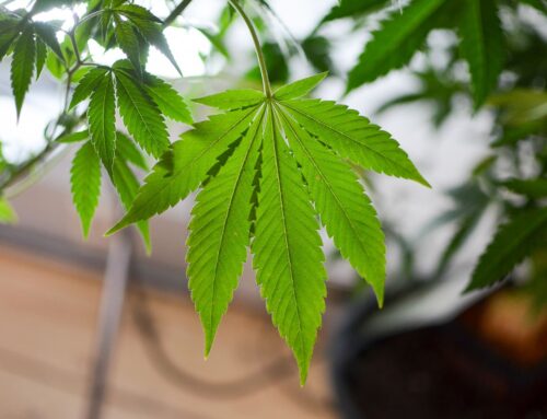 Nebraska Medical Cannabis Commission Proposal Will ‘Destroy Patient Access,’ Advocates Say